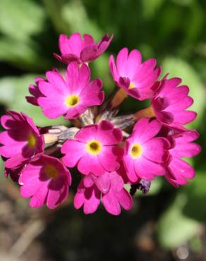 Fotografia 5 da espécie Primula farinosa no Jardim Botânico UTAD