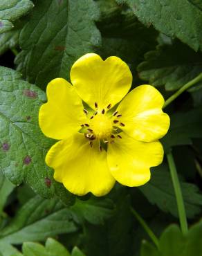 Fotografia 12 da espécie Potentilla reptans no Jardim Botânico UTAD