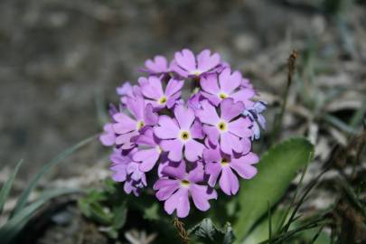 Fotografia da espécie Primula farinosa