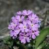 Fotografia 6 da espécie Primula farinosa do Jardim Botânico UTAD