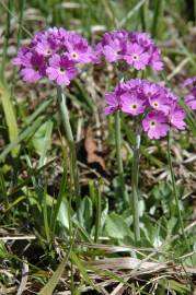 Fotografia da espécie Primula farinosa