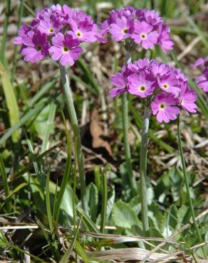 Fotografia 7 da espécie Primula farinosa no Jardim Botânico UTAD