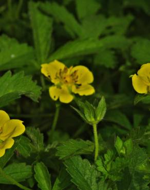 Fotografia 14 da espécie Potentilla reptans no Jardim Botânico UTAD