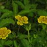 Fotografia 14 da espécie Potentilla reptans do Jardim Botânico UTAD