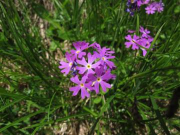 Fotografia da espécie Primula farinosa