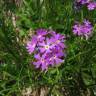 Fotografia 8 da espécie Primula farinosa do Jardim Botânico UTAD