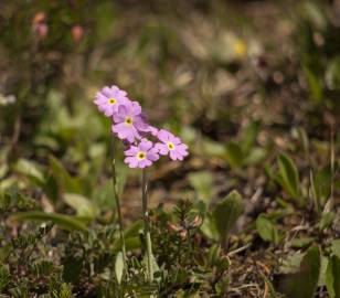 Fotografia da espécie Primula farinosa