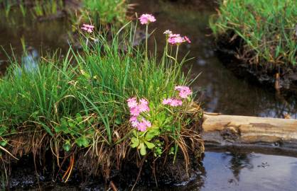 Fotografia da espécie Primula farinosa