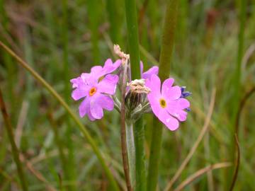 Fotografia da espécie Primula farinosa