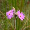 Fotografia 11 da espécie Primula farinosa do Jardim Botânico UTAD