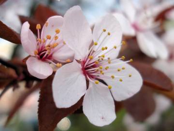 Fotografia da espécie Prunus cerasifera