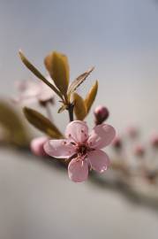 Fotografia da espécie Prunus cerasifera