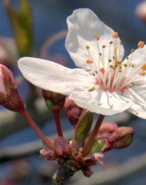 Fotografia 5 da espécie Prunus cerasifera no Jardim Botânico UTAD