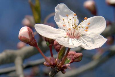 Fotografia da espécie Prunus cerasifera
