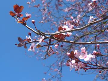 Fotografia da espécie Prunus cerasifera