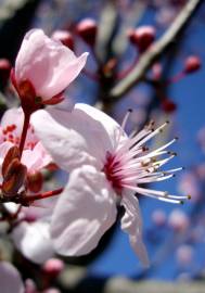 Fotografia da espécie Prunus cerasifera