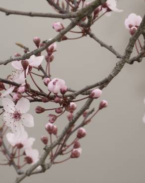 Fotografia 8 da espécie Prunus cerasifera no Jardim Botânico UTAD