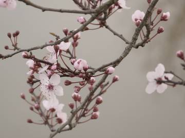 Fotografia da espécie Prunus cerasifera