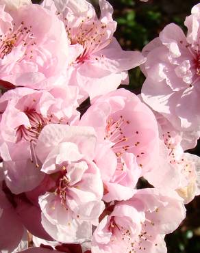 Fotografia 1 da espécie Prunus cerasifera no Jardim Botânico UTAD