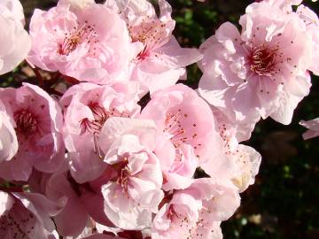 Fotografia da espécie Prunus cerasifera