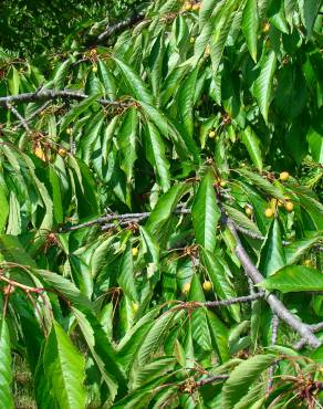 Fotografia 2 da espécie Prunus avium no Jardim Botânico UTAD