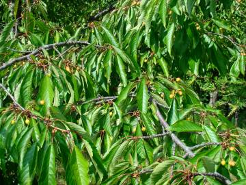 Fotografia da espécie Prunus avium