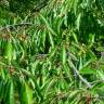 Fotografia 2 da espécie Prunus avium do Jardim Botânico UTAD
