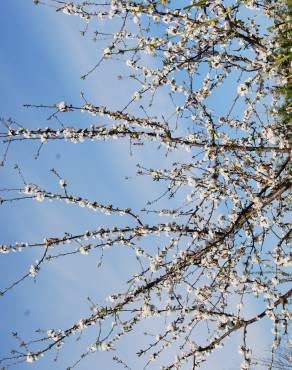 Fotografia 3 da espécie Prunus avium no Jardim Botânico UTAD