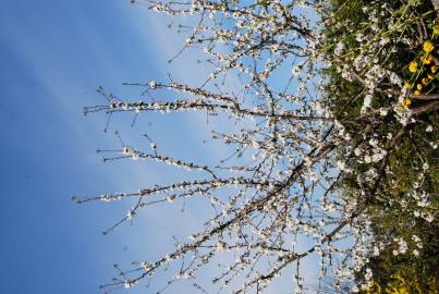 Fotografia da espécie Prunus avium