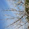 Fotografia 3 da espécie Prunus avium do Jardim Botânico UTAD