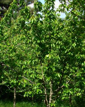 Fotografia 4 da espécie Prunus avium no Jardim Botânico UTAD