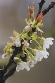 Fotografia da espécie Prunus avium