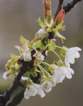 Fotografia 5 da espécie Prunus avium no Jardim Botânico UTAD