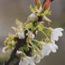 Fotografia 5 da espécie Prunus avium do Jardim Botânico UTAD