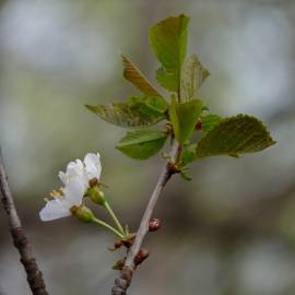 Fotografia da espécie Prunus avium