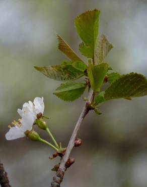 Fotografia 6 da espécie Prunus avium no Jardim Botânico UTAD