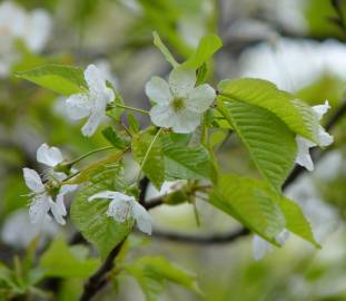 Fotografia da espécie Prunus avium