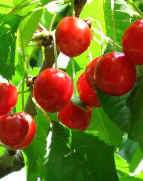 Fotografia 9 da espécie Prunus avium no Jardim Botânico UTAD