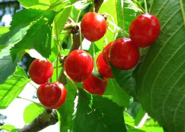 Fotografia da espécie Prunus avium