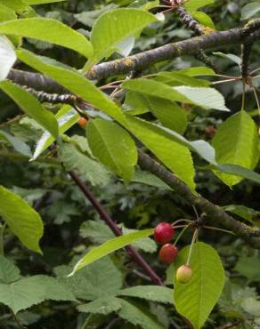 Fotografia 10 da espécie Prunus avium no Jardim Botânico UTAD