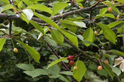 Fotografia da espécie Prunus avium