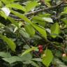 Fotografia 10 da espécie Prunus avium do Jardim Botânico UTAD