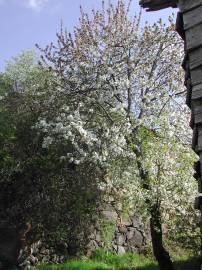 Fotografia da espécie Prunus avium