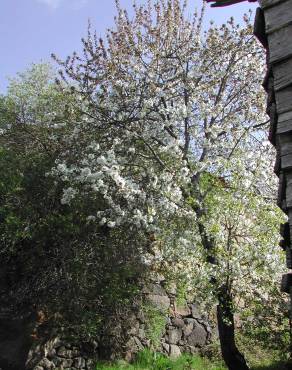 Fotografia 1 da espécie Prunus avium no Jardim Botânico UTAD