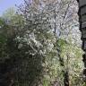 Fotografia 1 da espécie Prunus avium do Jardim Botânico UTAD