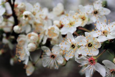 Fotografia da espécie Prunus avium