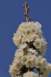 Fotografia da espécie Prunus avium