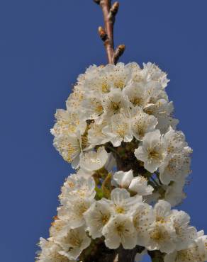Fotografia 12 da espécie Prunus avium no Jardim Botânico UTAD