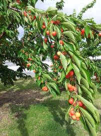 Fotografia da espécie Prunus avium