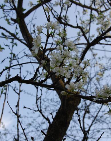 Fotografia de capa Prunus domestica - do Jardim Botânico